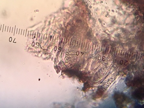 Sarea difformis image