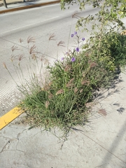 Dichanthium annulatum