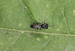 Clitemnestra