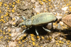 Phyllobius pomaceus