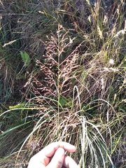 Poaceae