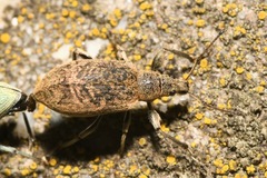 Phyllobius pomaceus