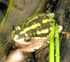 Hyperolius marmoratus marmoratus