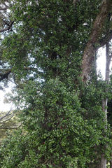 Peraxilla colensoi