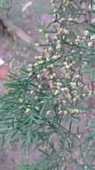 Cupressus