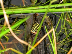 Hyperolius marmoratus marmoratus