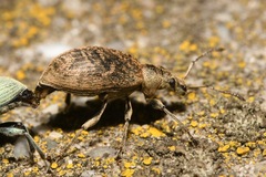 Phyllobius pomaceus
