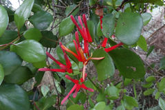Peraxilla colensoi