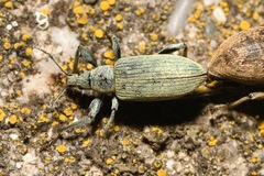 Phyllobius pomaceus