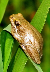 Hyperolius marmoratus marmoratus