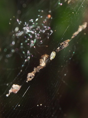 Cyclosa argenteoalba