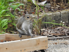 Sciurus carolinensis