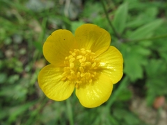 Ranunculus lanuginosus