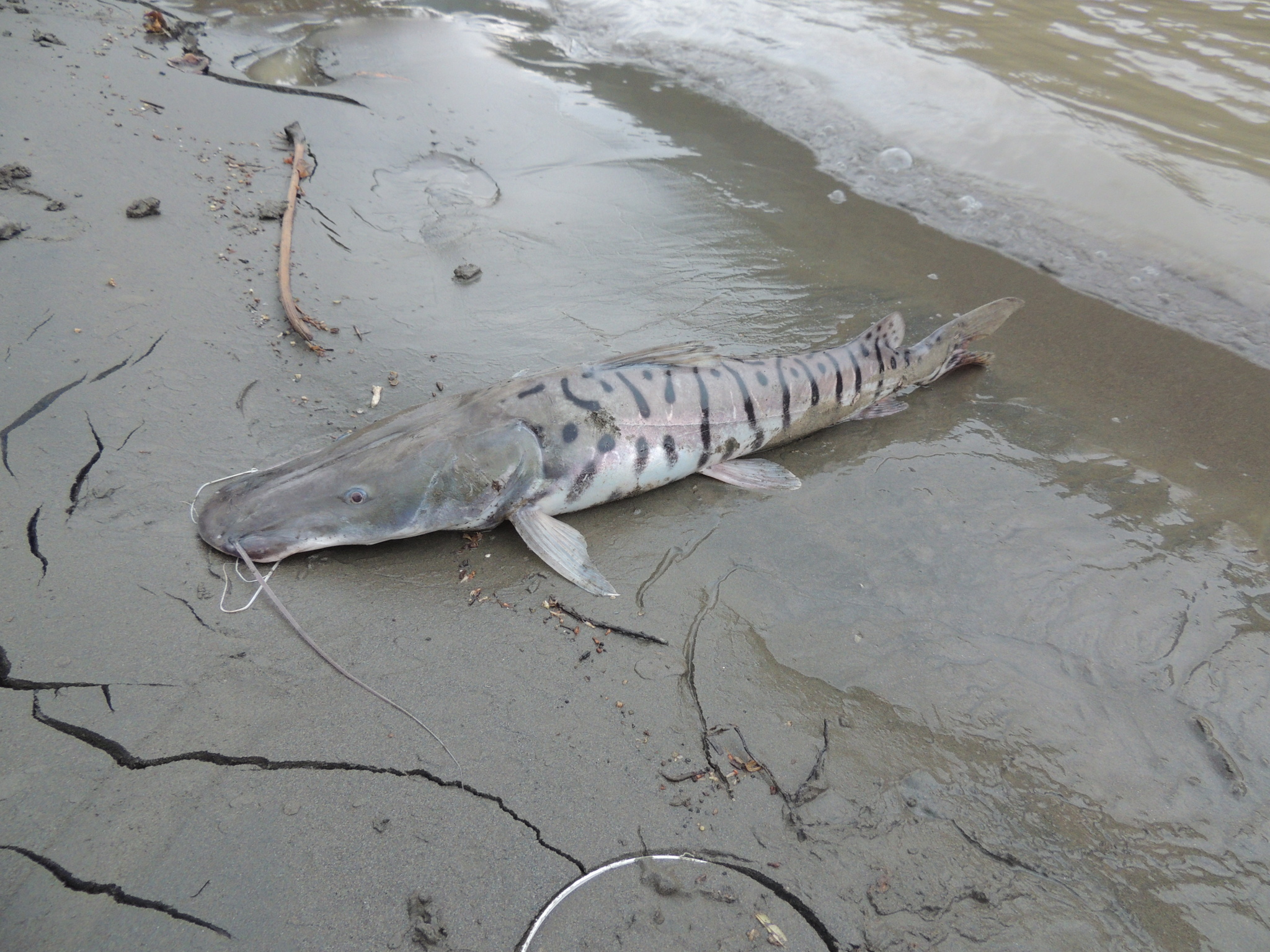 Pseudoplatystoma magdaleniatum BuitragoSuárez & Burr, 2007