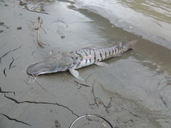 Pseudoplatystoma magdaleniatum