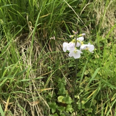 Cardamine pratensis