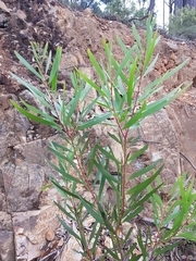 Acacia longifolia longifolia
