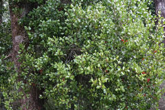 Peraxilla colensoi