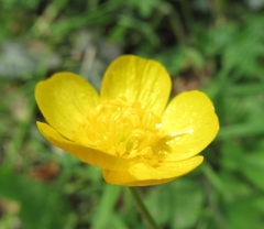 Ranunculus lanuginosus