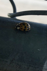 Harmonia axyridis