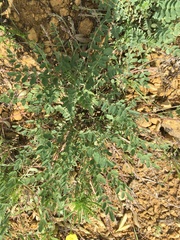 Astragalus nuttallianus