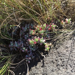 Oscularia caulescens