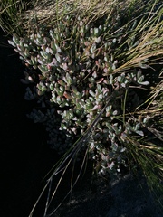 Oscularia caulescens