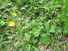 Ranunculus lanuginosus