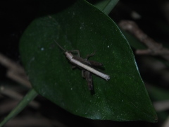 Phlaeoba antennata