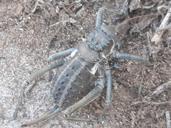 Acanthoplus