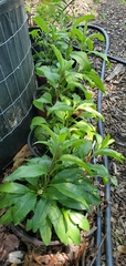 Salvia pentstemonoides