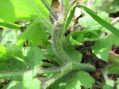 Ranunculus lanuginosus