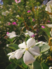 Catharanthus roseus