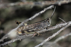 Heteracris