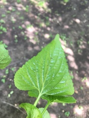Viola missouriensis