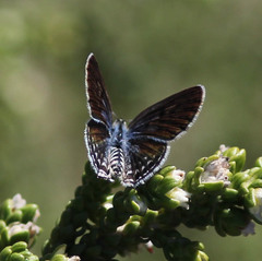 Tarucus theophrastus