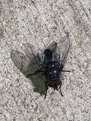 Calliphora