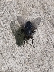 Calliphora