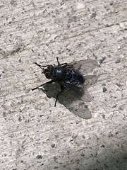 Calliphora