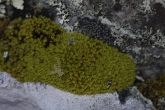 Hypodontium pomiforme