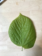 Tilia cordata