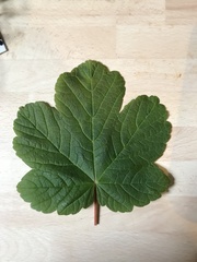 Acer pseudoplatanus