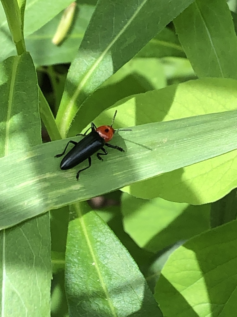 Languria bicolor from Cuivre River State Park, Troy, MO, US on May 3 ...