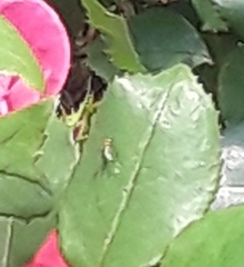 Lucilia eximia