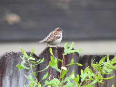 Passer domesticus
