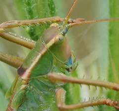 Terpandrus