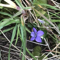 Viola riviniana