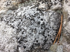 Sarcogyne similis