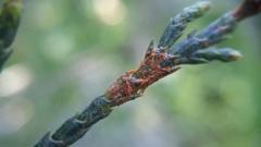 Gymnotelium blasdaleanum