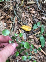 Coprosma spathulata